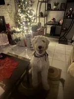 Boy #2, a male Spanish Water Dog and Poodle - Standard  for sale in Spring, TX – Photo 3 of 5