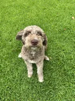 Boy #2, a male Spanish Water Dog and Poodle - Standard  for sale in Spring, TX – Photo 5 of 5