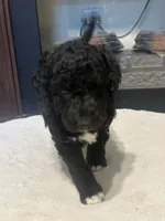 Boy #3, a male Spanish Water Dog and Poodle - Standard  for sale in Spring, TX – Photo 1 of 3