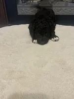 Boy #3, a male Spanish Water Dog and Poodle - Standard  for sale in Spring, TX – Photo 3 of 3