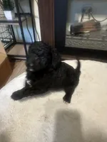 Boy #3, a male Spanish Water Dog and Poodle - Standard  for sale in Spring, TX – Photo 2 of 3