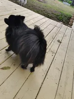 Gabby/Rambo, a  Pomeranian for sale in Tulsa, OK – 4 of 4