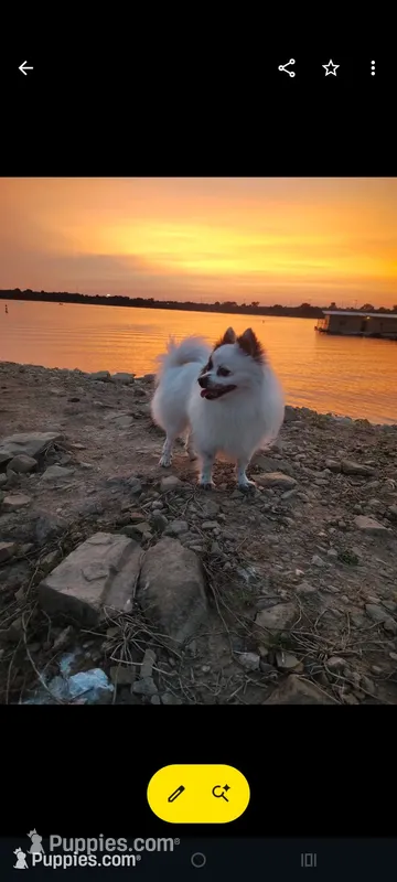 Gabby/Rambo, a  Pomeranian for sale in Tulsa, OK – 1 of 4