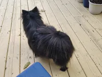 Gabby/Rambo, a  Pomeranian for sale in Tulsa, OK – 2 of 4