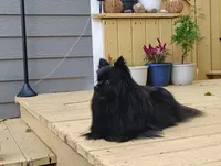 Gabby/Rambo, a  Pomeranian for sale in Tulsa, OK – 3 of 4