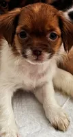 Unknown , a female Japanese Chin and Shih Tzu for sale in Whitman, MA – 1 of 1