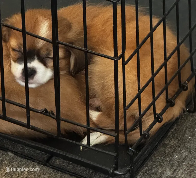 Unknown  – Japanese Chin, Shih Tzu puppy for sale in Whitman, MA