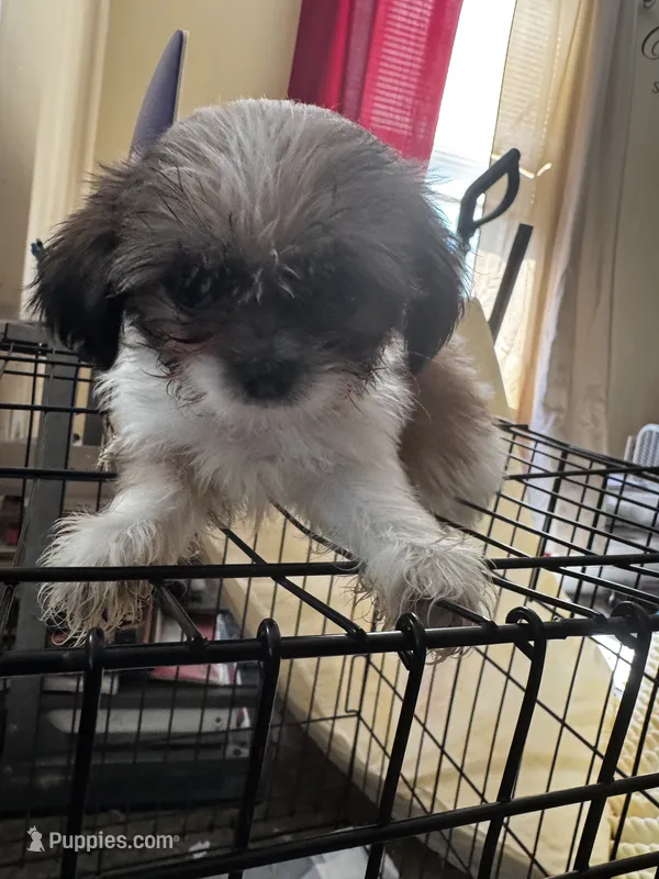 Unknown  – Japanese Chin, Shih Tzu puppy for sale in Whitman, MA