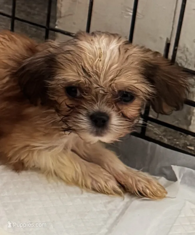 Puppy 5 – Japanese Chin, Shih Tzu puppy for sale in Whitman, MA