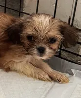Puppy 5, a male Japanese Chin and Shih Tzu for sale in Whitman, MA – 1 of 1