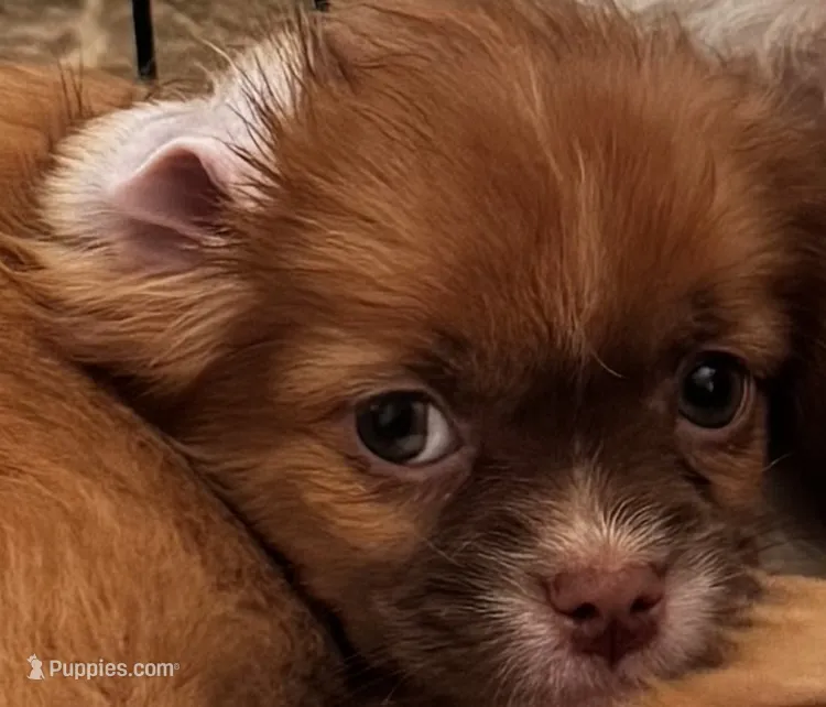 Puppy 3 – Japanese Chin, Shih Tzu puppy for sale in Whitman, MA