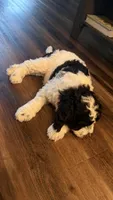 Cow , a male Goldendoodle for sale in Roseville, CA – 5 of 5