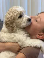 Twin girl, a female Goldendoodle for sale in Roseville, CA – 5 of 5
