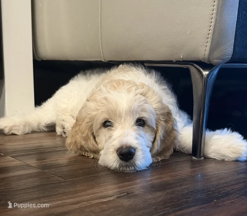 Twin girl – Goldendoodle puppy for sale in Roseville, CA