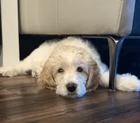 Twin girl, a female Goldendoodle for sale in Roseville, CA – 2 of 5