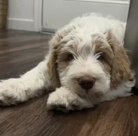 Twin boy, a male Goldendoodle for sale in Roseville, CA – 5 of 6