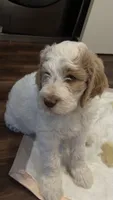 Twin boy, a male Goldendoodle for sale in Roseville, CA – 6 of 6