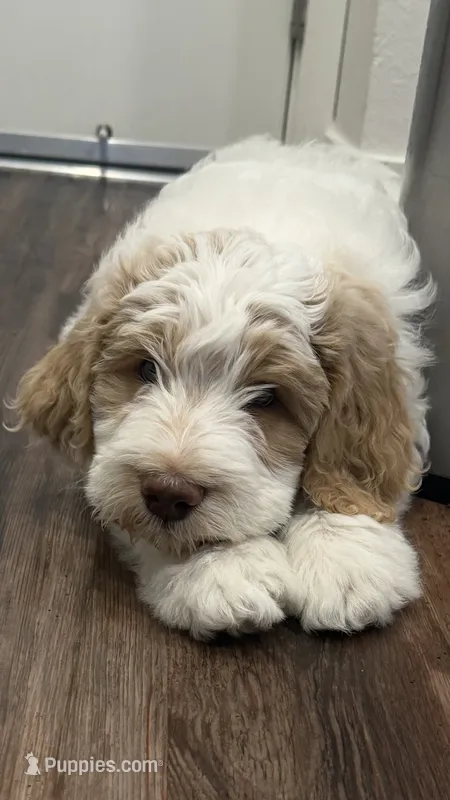 Twin boy – Goldendoodle puppy for sale in Roseville, CA