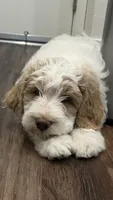 Twin boy, a male Goldendoodle for sale in Roseville, CA – 1 of 6