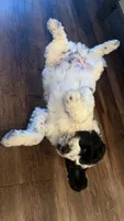 Cow , a male Goldendoodle for sale in Roseville, CA – 4 of 5