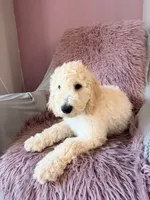 Angel, a male Goldendoodle for sale in Roseville, CA – 2 of 3