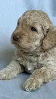 Goldendoodle , a female Goldendoodle for sale in Roseville, CA – 2 of 4