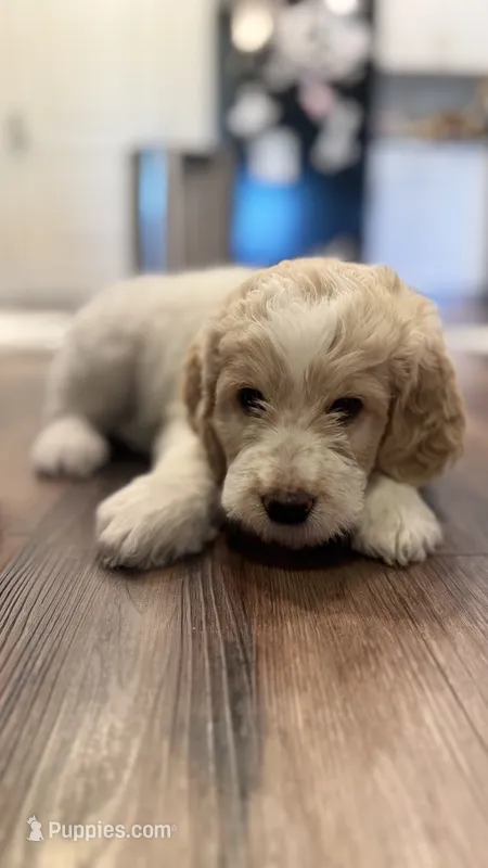 Twin girl – Goldendoodle puppy for sale in Roseville, CA