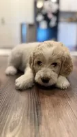 Twin girl, a female Goldendoodle for sale in Roseville, CA – 1 of 5