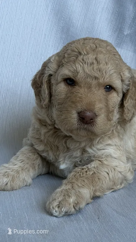 Goldendoodle  – Goldendoodle puppy for sale in Roseville, CA