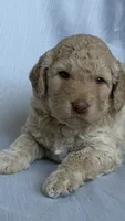 Goldendoodle , a female Goldendoodle for sale in Roseville, CA – 1 of 4