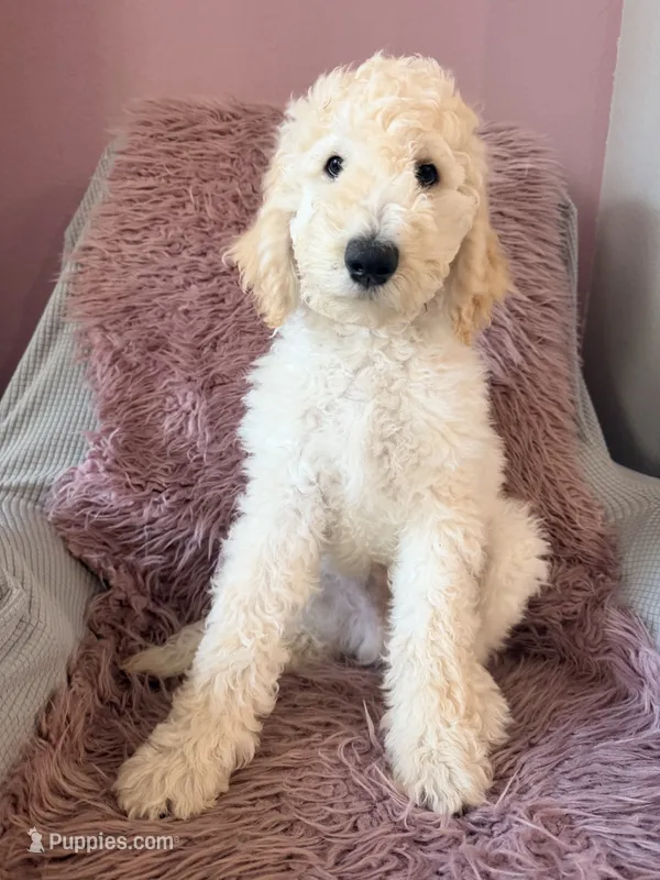 Angel – Goldendoodle puppy for sale in Roseville, CA