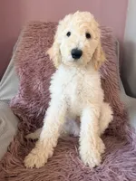 Angel, a male Goldendoodle for sale in Roseville, CA – 1 of 3