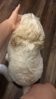 Twin girl, a female Goldendoodle for sale in Roseville, CA – 4 of 5