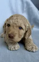 Goldendoodle , a female Goldendoodle for sale in Roseville, CA – 3 of 4