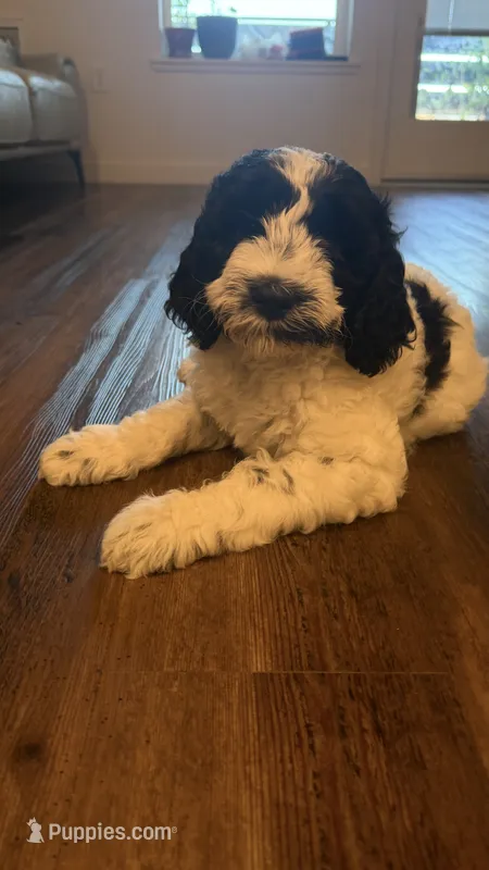 Cow  – Goldendoodle puppy for sale in Roseville, CA