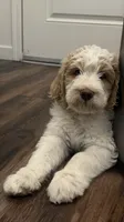 Twin boy, a male Goldendoodle for sale in Roseville, CA – 4 of 6
