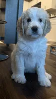 Twin girl, a female Goldendoodle for sale in Roseville, CA – 3 of 5