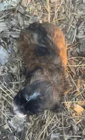 Kelly , a female Poodle - Toy  for sale in Lutts, TN – 3 of 3