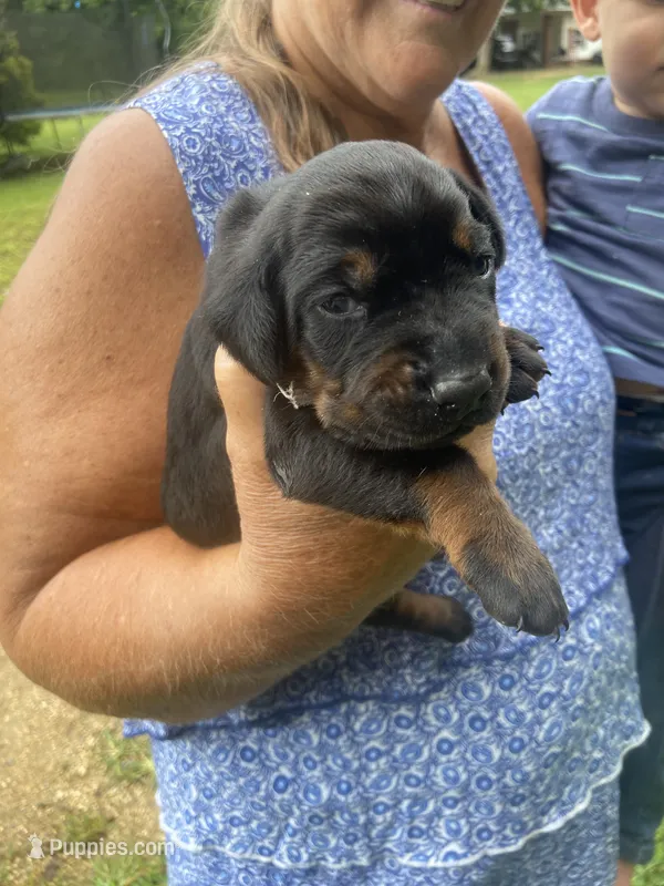 AKC Euro Doberman puppy – Doberman Pinscher puppy for sale in Lutts, TN