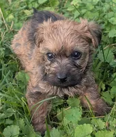 Nala, a female Yorkipoo for sale in Lutts, TN – 1 of 4
