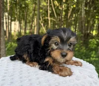 Onyx , a male Yorkshire Terrier for sale in Lutts, TN – 5 of 7