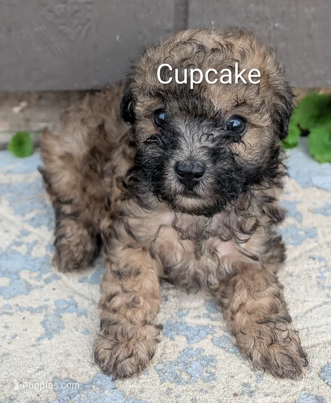 Cupcake  – Poodle - Toy  puppy for sale in Lutts, TN