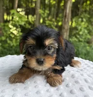 Nova, a female Yorkshire Terrier for sale in Lutts, TN – 5 of 9