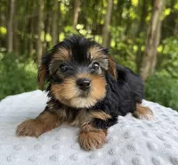 Nova, a female Yorkshire Terrier for sale in Lutts, TN – 9 of 9