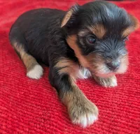 Stella , a female Yorkshire Terrier for sale in Lutts, TN – 4 of 7