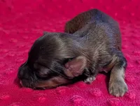 Winnie , a female Yorkipoo for sale in Lutts, TN – 4 of 5