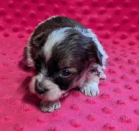 Bentley , a male Yorkipoo for sale in Lutts, TN – 6 of 8