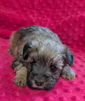 Jasper , a male Yorkipoo for sale in Lutts, TN – 1 of 3