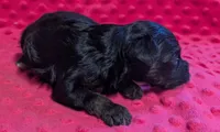Maisie , a female Yorkipoo for sale in Lutts, TN – 5 of 10