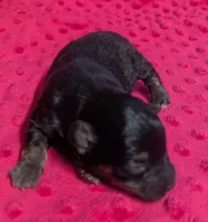 Ava, a female Yorkipoo for sale in Lutts, TN – 4 of 6